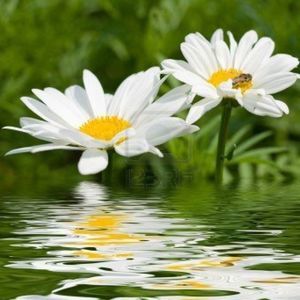 Meet your Posher, Marguerite